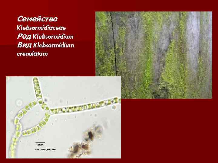 Семейство Klebsormidiaceae Род Klebsormidium Вид Klebsormidium crenulatum 