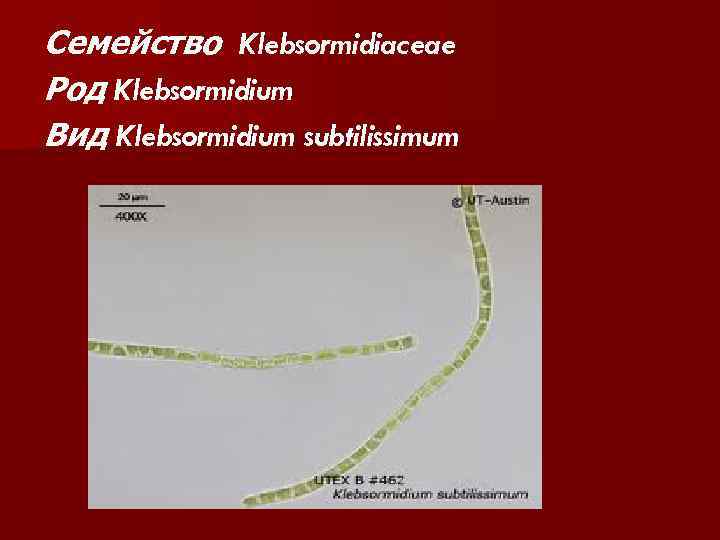 Семейство Klebsormidiaceae Род Klebsormidium Вид Klebsormidium subtilissimum 