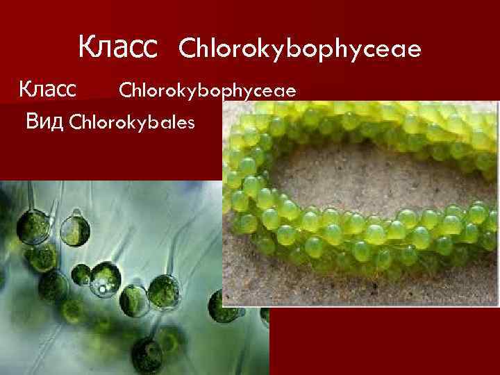 Класс Chlorokybophyceae Вид Chlorokybales 