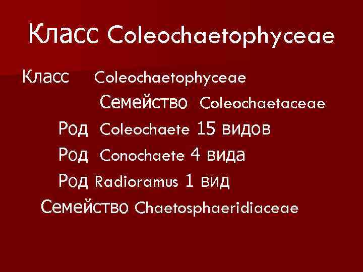 Класс Coleochaetophyceae Семейство Coleochaetaceae Род Coleochaete 15 видов Род Conochaete 4 вида Род Radioramus