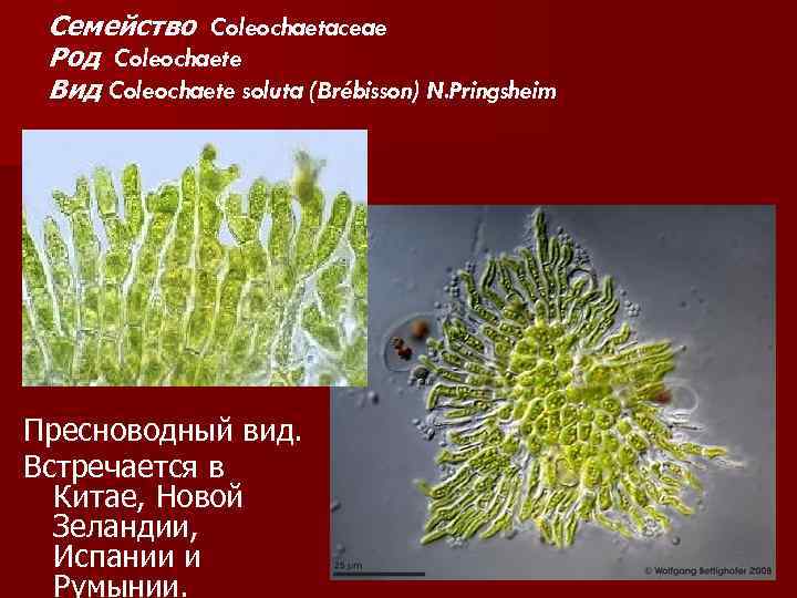 Семейство Coleochaetaceae Род Coleochaete Вид Coleochaete soluta (Brébisson) N. Pringsheim Пресноводный вид. Встречается в