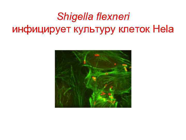 Shigella flexneri инфицирует культуру клеток Hela 