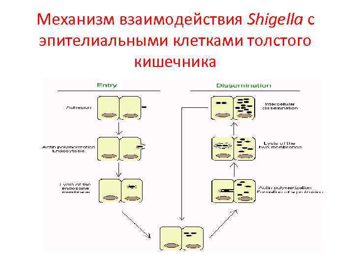 Механизм взаимодействия Shigella с эпителиальными клетками толстого кишечника 