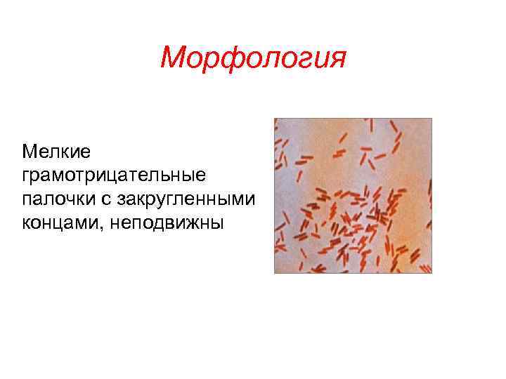 Морфология Мелкие грамотрицательные палочки с закругленными концами, неподвижны 
