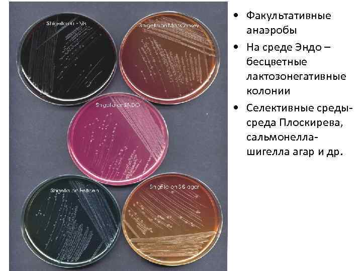  • Факультативные анаэробы • На среде Эндо – бесцветные лактозонегативные колонии • Селективные