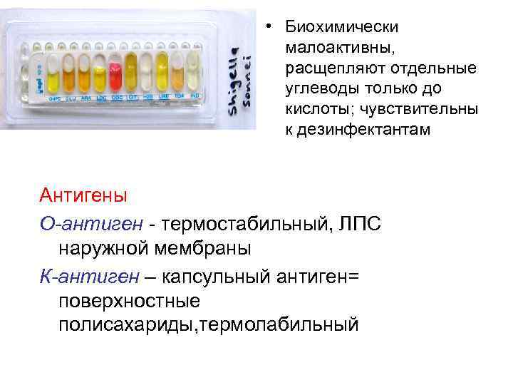  • Биохимически малоактивны, расщепляют отдельные углеводы только до кислоты; чувствительны к дезинфектантам Антигены