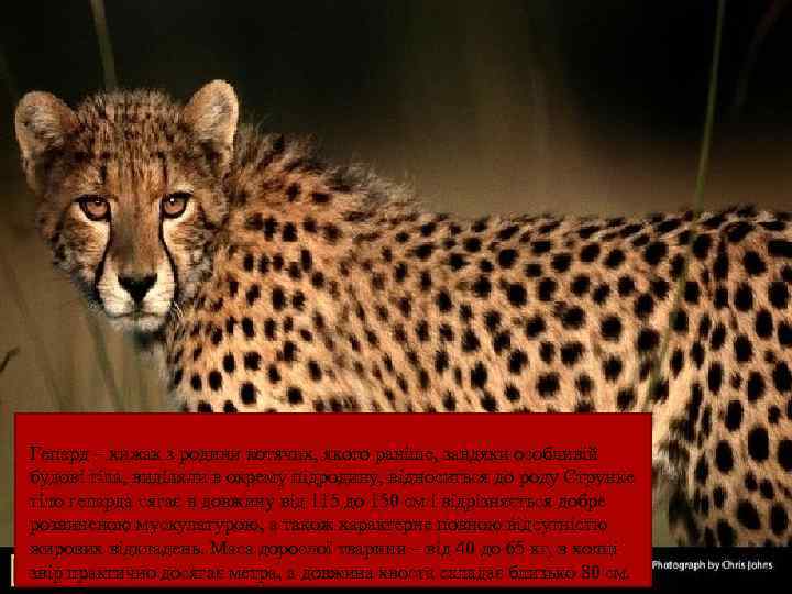 Гепард – хижак з родини котячих, якого раніше, завдяки особливій будові тіла, виділяли в