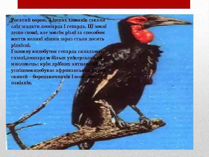 Рогатий ворон. З інших хижаків савани слід згадати леопарда і гепарда. Ці зовні дещо