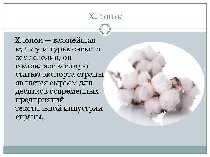 Хлопок — важнейшая культура туркменского земледелия, он составляет весомую статью экспорта страны, является сырьем