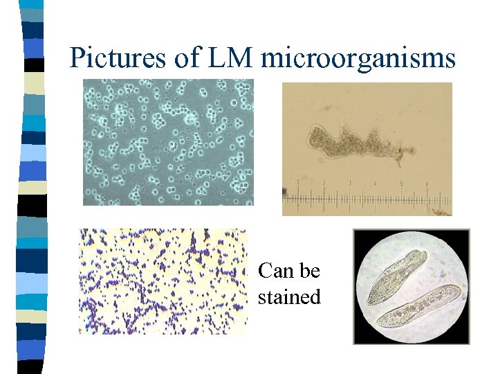 Pictures of LM microorganisms Can be stained 