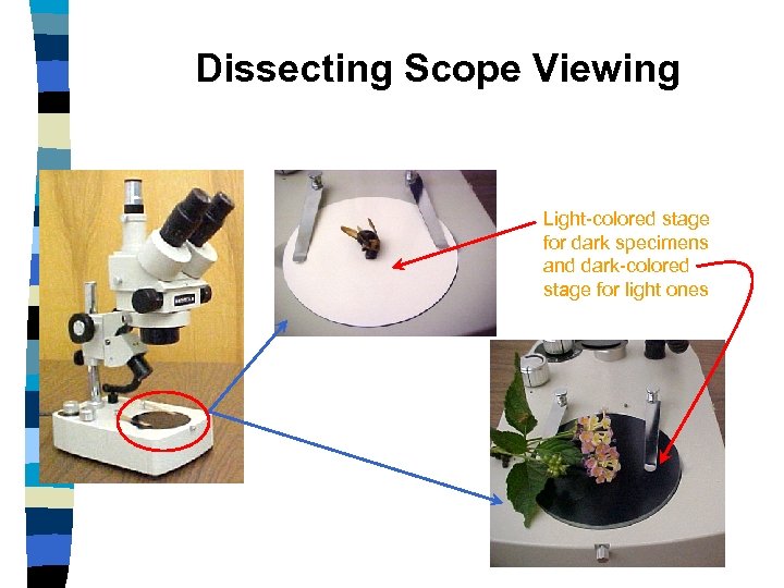 Dissecting Scope Viewing Light-colored stage for dark specimens and dark-colored stage for light ones