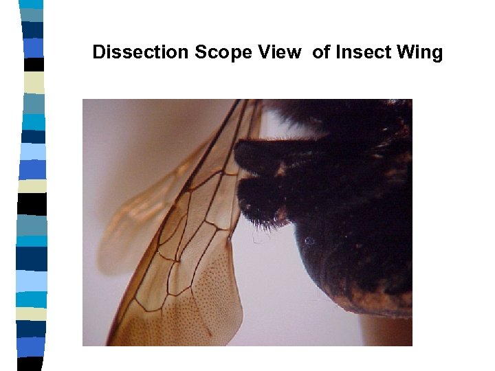 Dissection Scope View of Insect Wing 