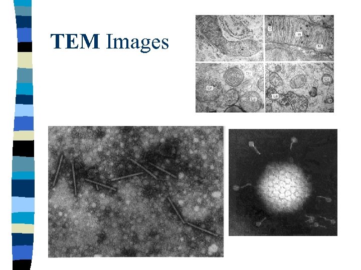 TEM Images 