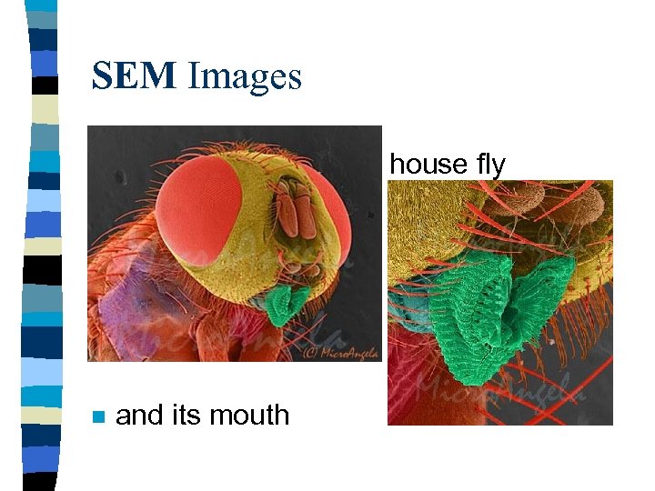 SEM Images house fly n n and its mouth 