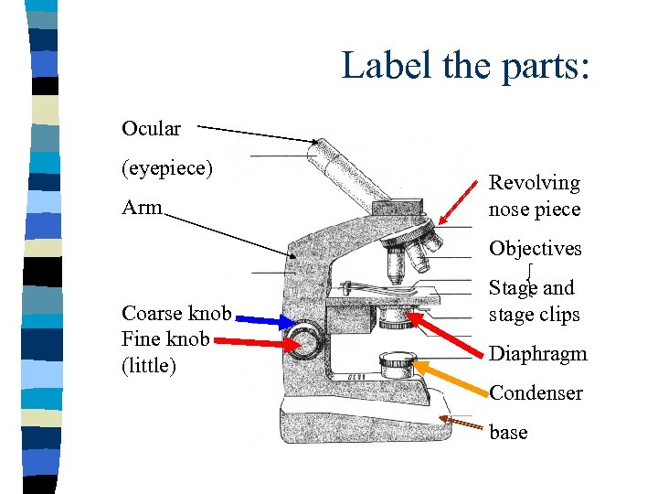 Label the parts: Ocular (eyepiece) Arm Revolving nose piece Objectives Coarse knob Fine knob