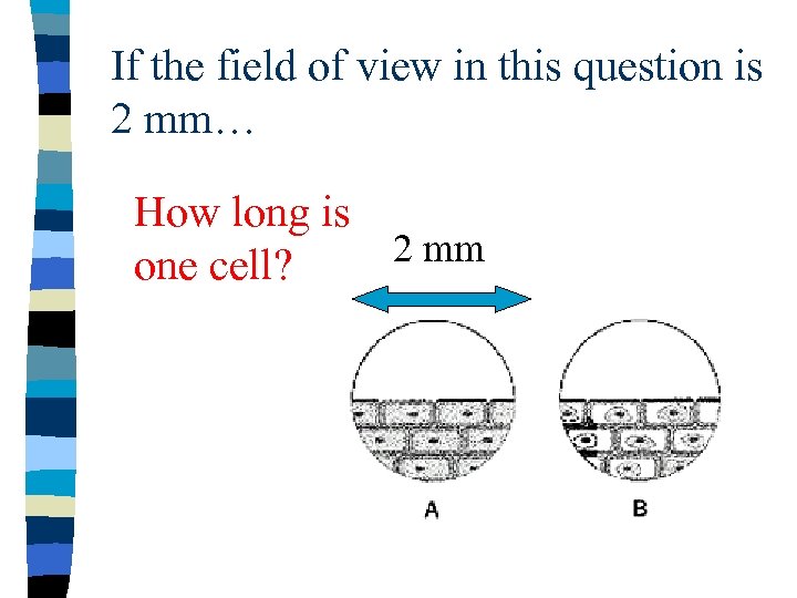 If the field of view in this question is 2 mm… How long is