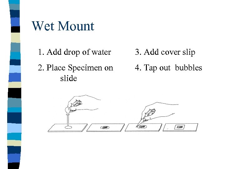 Wet Mount 1. Add drop of water 3. Add cover slip 2. Place Specimen