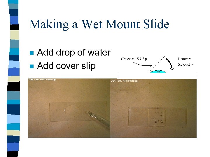 Making a Wet Mount Slide n n Add drop of water Add cover slip