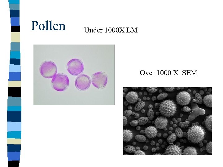 Pollen Under 1000 X LM Over 1000 X SEM 