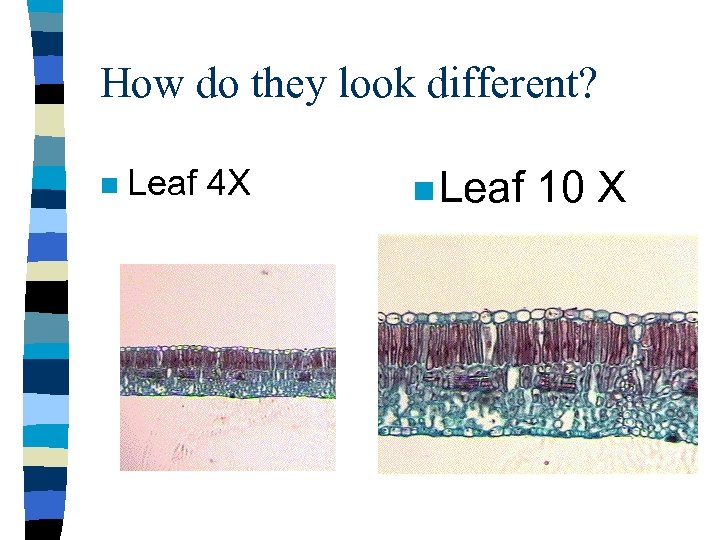 How do they look different? n Leaf 4 X n Leaf 10 X 