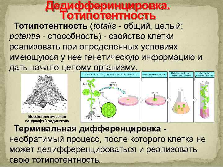 Свойства клеточного организма