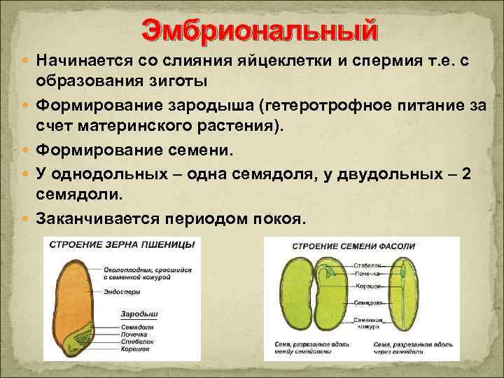 Формирование семени. Формирование зародыша семени. Зародыш однодольного растения. Зародыш семени Однодольные растения. Что развивается в зародыше семени однодольных растений.