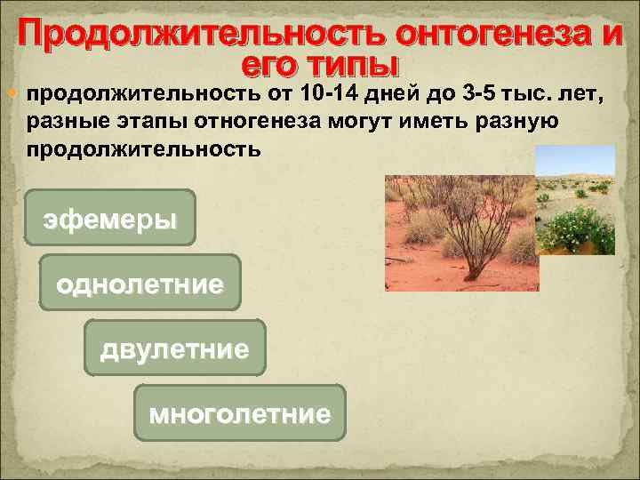 Продолжительность онтогенеза и его типы продолжительность от 10 -14 дней до 3 -5 тыс.