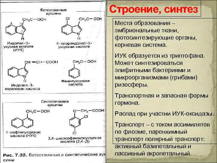 Строение, синтез Места образования – эмбриональные ткани, фотосинтезирующие органы, корневая система. ИУК образуется из