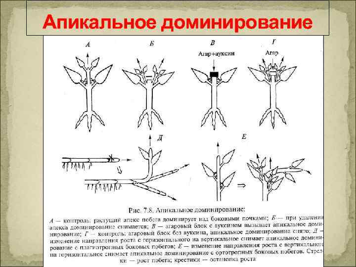 Апикальное доминирование 