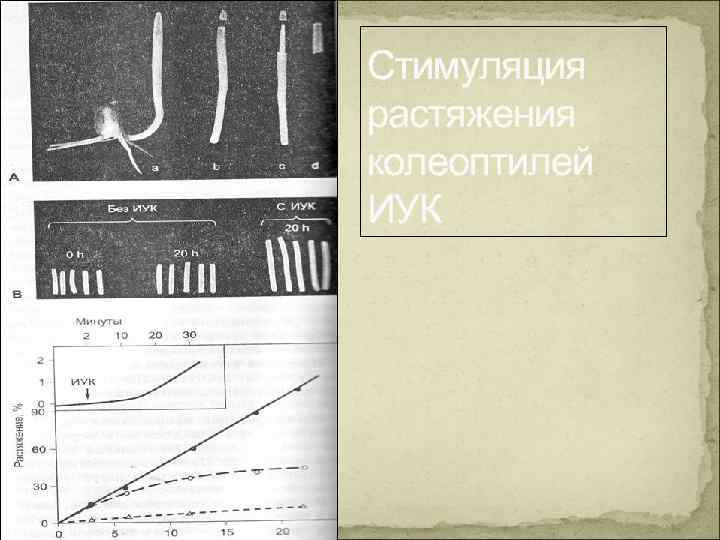 Стимуляция растяжения колеоптилей ИУК 