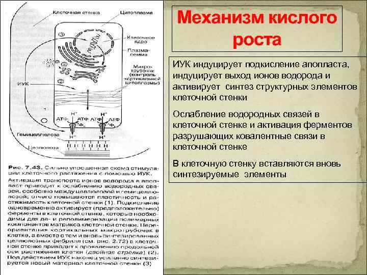 Механизм кислого роста ИУК индуцирует подкисление апопласта, индуцирует выход ионов водорода и активирует синтез