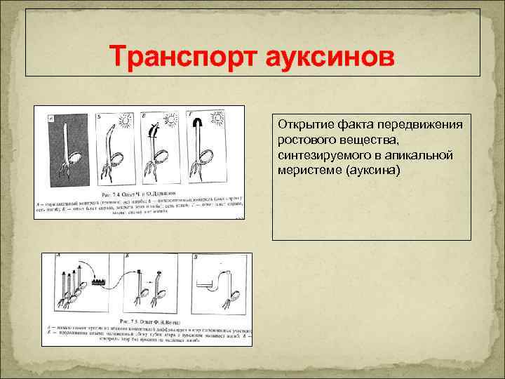 Транспорт ауксинов Открытие факта передвижения ростового вещества, синтезируемого в апикальной меристеме (ауксина) 