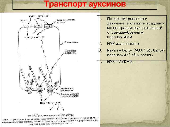 Транспорт ауксинов 1. Полярный транспорт и движение в клетку по градиенту концентрации; выход активный