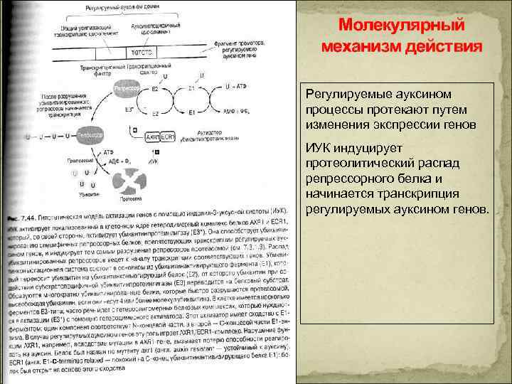 Механизмы растений