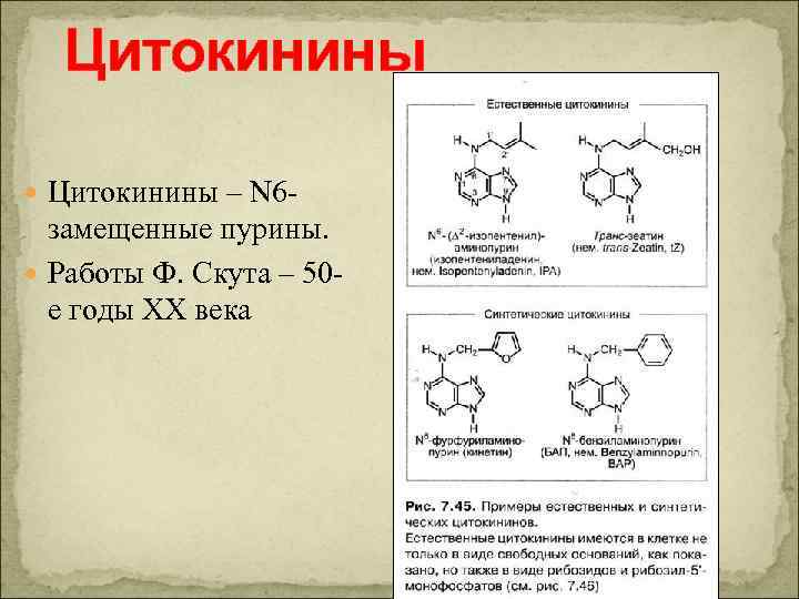 Цитокинины – N 6 - замещенные пурины. Работы Ф. Скута – 50 е годы