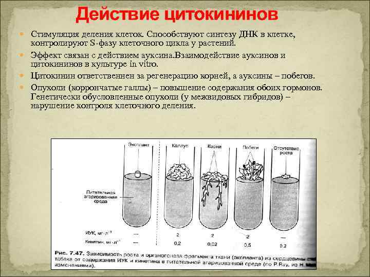 Действие цитокининов Стимуляция деления клеток. Способствуют синтезу ДНК в клетке, контролируют S-фазу клеточного цикла