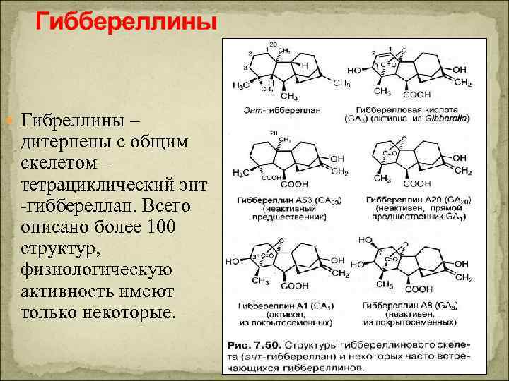 Гиббереллины Гибреллины – дитерпены с общим скелетом – тетрациклический энт -гиббереллан. Всего описано более