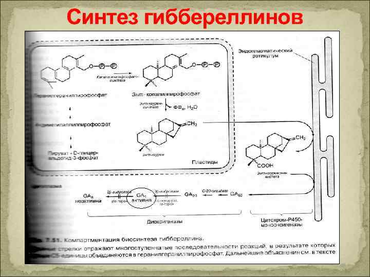 Синтез гиббереллинов 