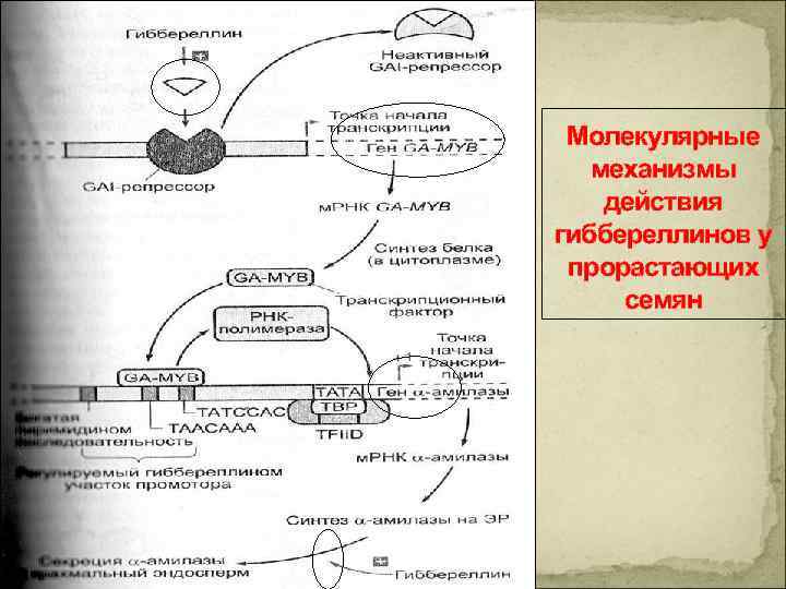 Молекулярные механизмы действия гиббереллинов у прорастающих семян 