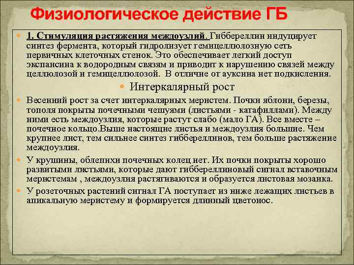 Физиологическое действие ГБ 1. Стимуляция растяжения междоузлий. Гиббереллин индуцирует синтез фермента, который гидролизует гемицеллюлозную