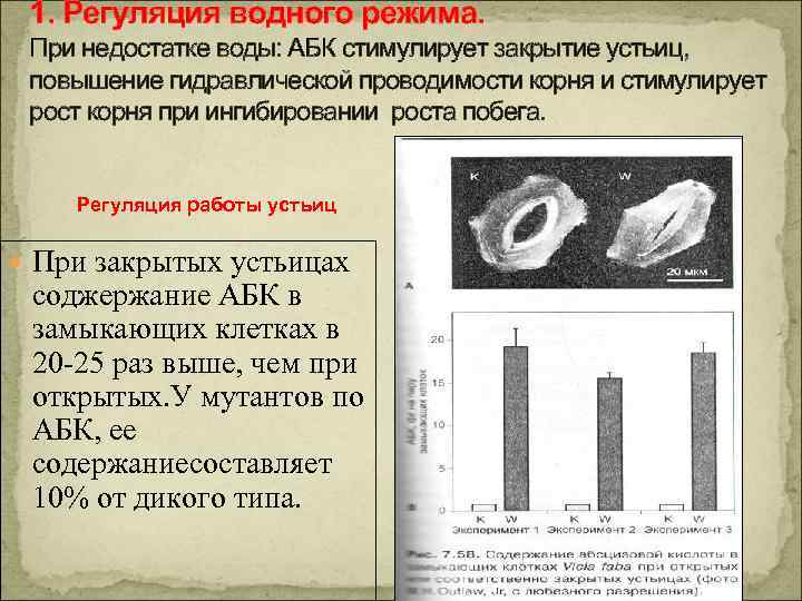 1. Регуляция водного режима. При недостатке воды: АБК стимулирует закрытие устьиц, повышение гидравлической проводимости