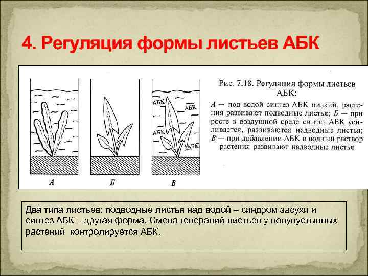 4. Регуляция формы листьев АБК Два типа листьев: подводные листья над водой – синдром