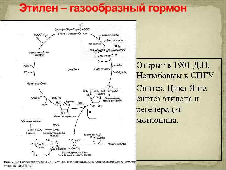 Этилен – газообразный гормон Открыт в 1901 Д. Н. Нелюбовым в СПГУ Синтез. Цикл