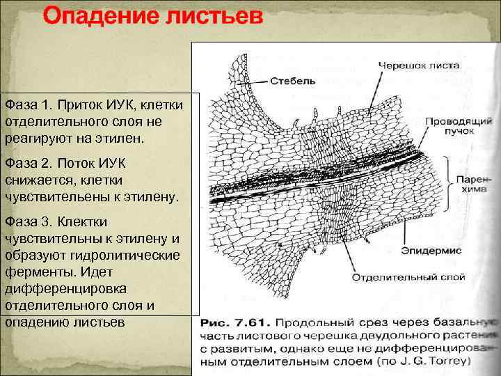 Зона состоит из