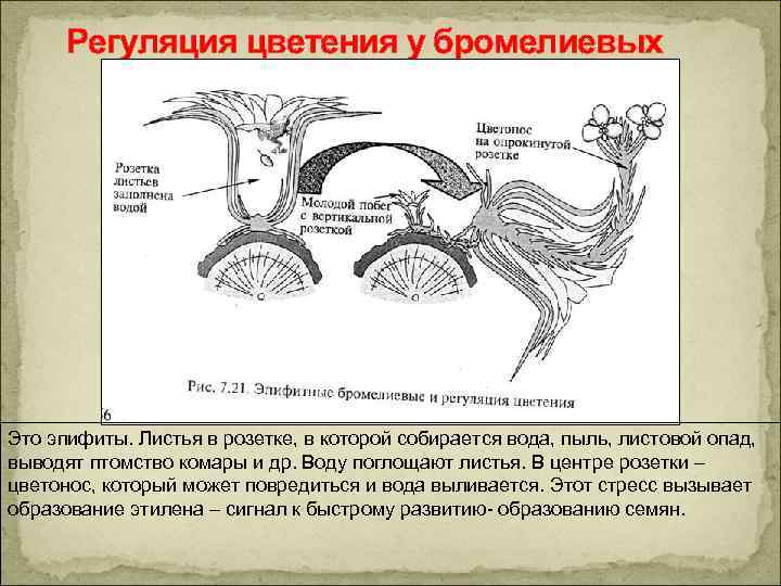 Регуляция цветения у бромелиевых Это эпифиты. Листья в розетке, в которой собирается вода, пыль,