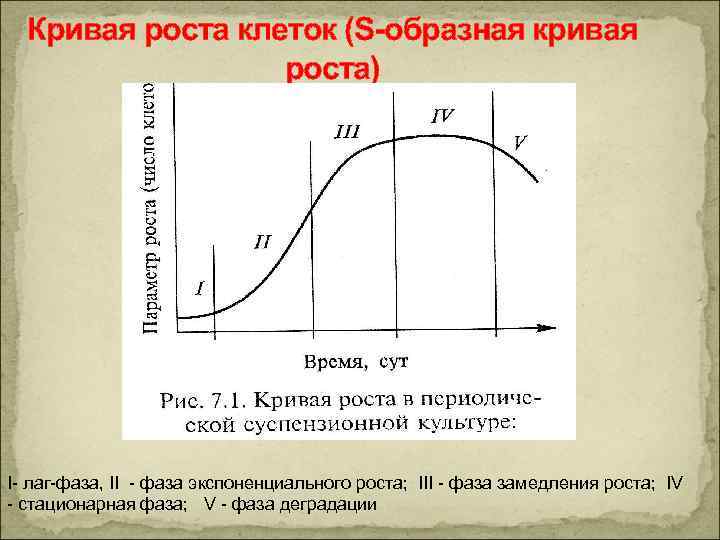 Кривая роста. Кривая роста Сакса. Кривая роста растений. S образная кривая роста. Большая кривая роста растений.