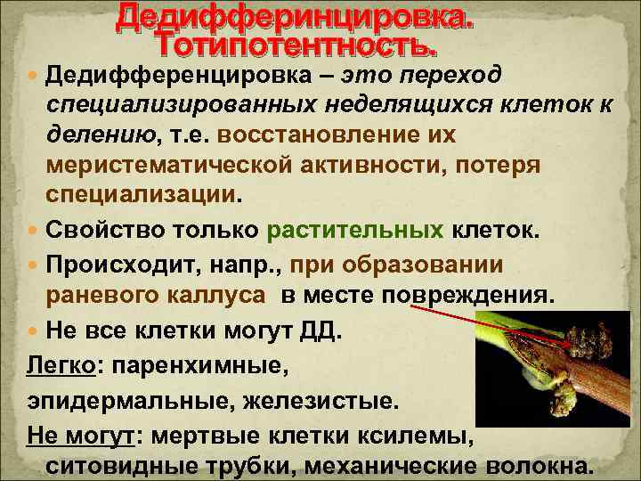 Дедифферинцировка. Тотипотентность. Дедифференцировка – это переход специализированных неделящихся клеток к делению, т. е. восстановление