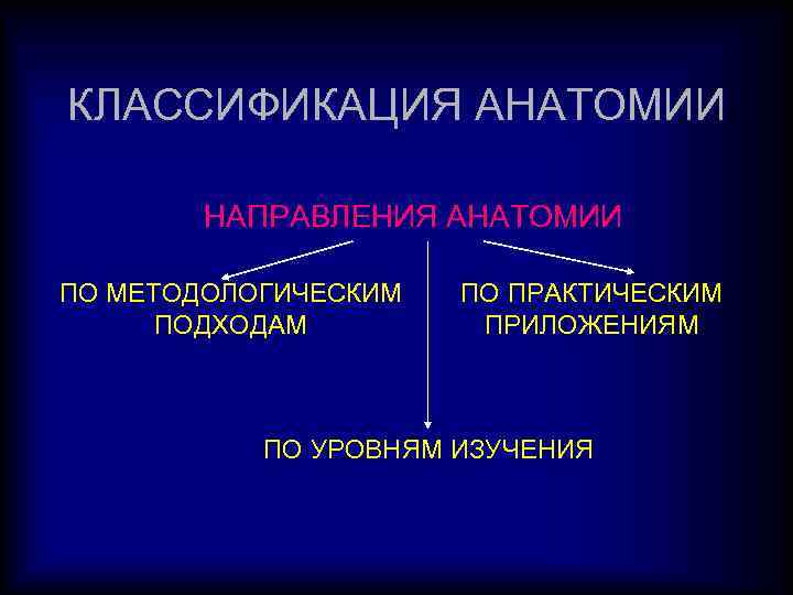 КЛАССИФИКАЦИЯ АНАТОМИИ НАПРАВЛЕНИЯ АНАТОМИИ ПО МЕТОДОЛОГИЧЕСКИМ ПОДХОДАМ ПО ПРАКТИЧЕСКИМ ПРИЛОЖЕНИЯМ ПО УРОВНЯМ ИЗУЧЕНИЯ 
