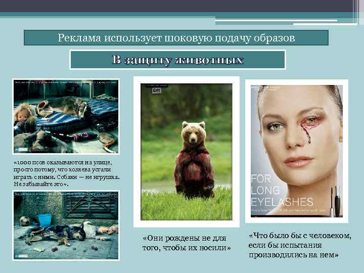 Реклама использует шоковую подачу образов В защиту животных « 1000 псов оказываются на улице,