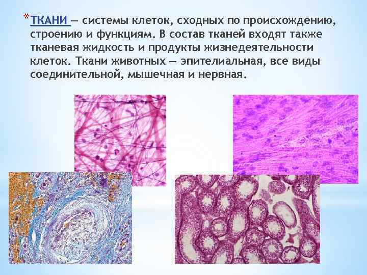 *ТКАНИ — системы клеток, сходных по происхождению, строению и функциям. В состав тканей входят